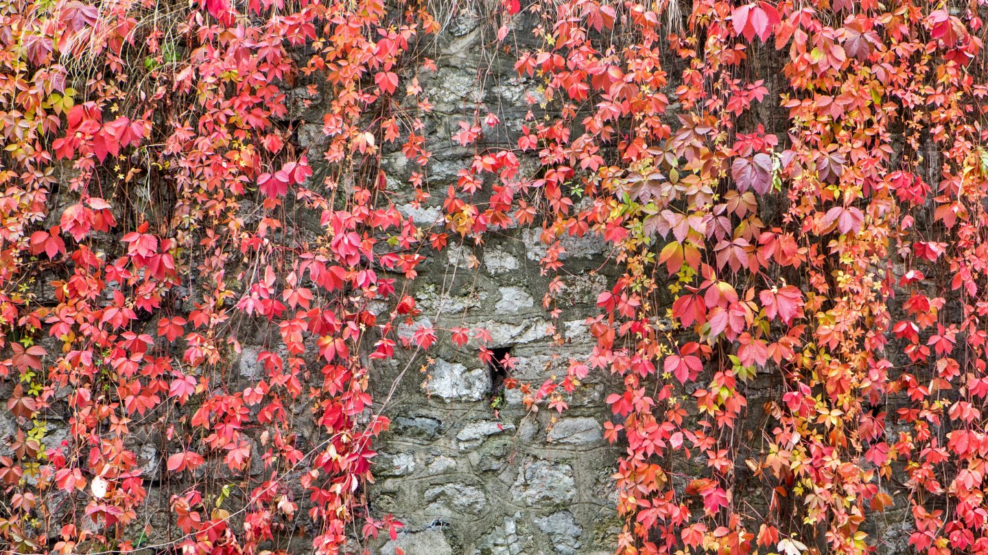 Climbing plant covering an ugly wall