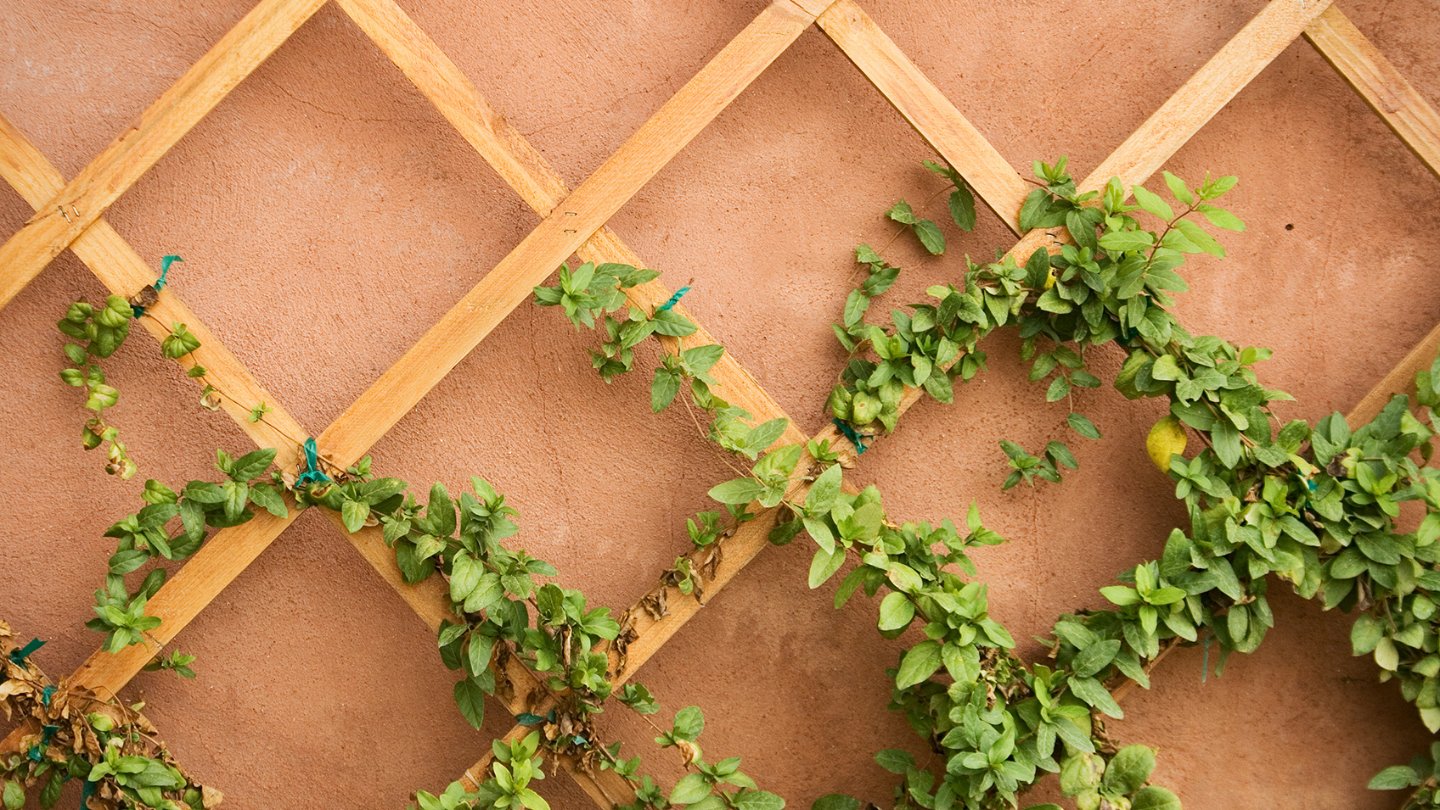 Trellis and climbing plants on a brick wall